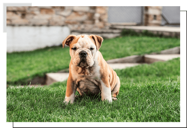 English Bulldog Image 3.png