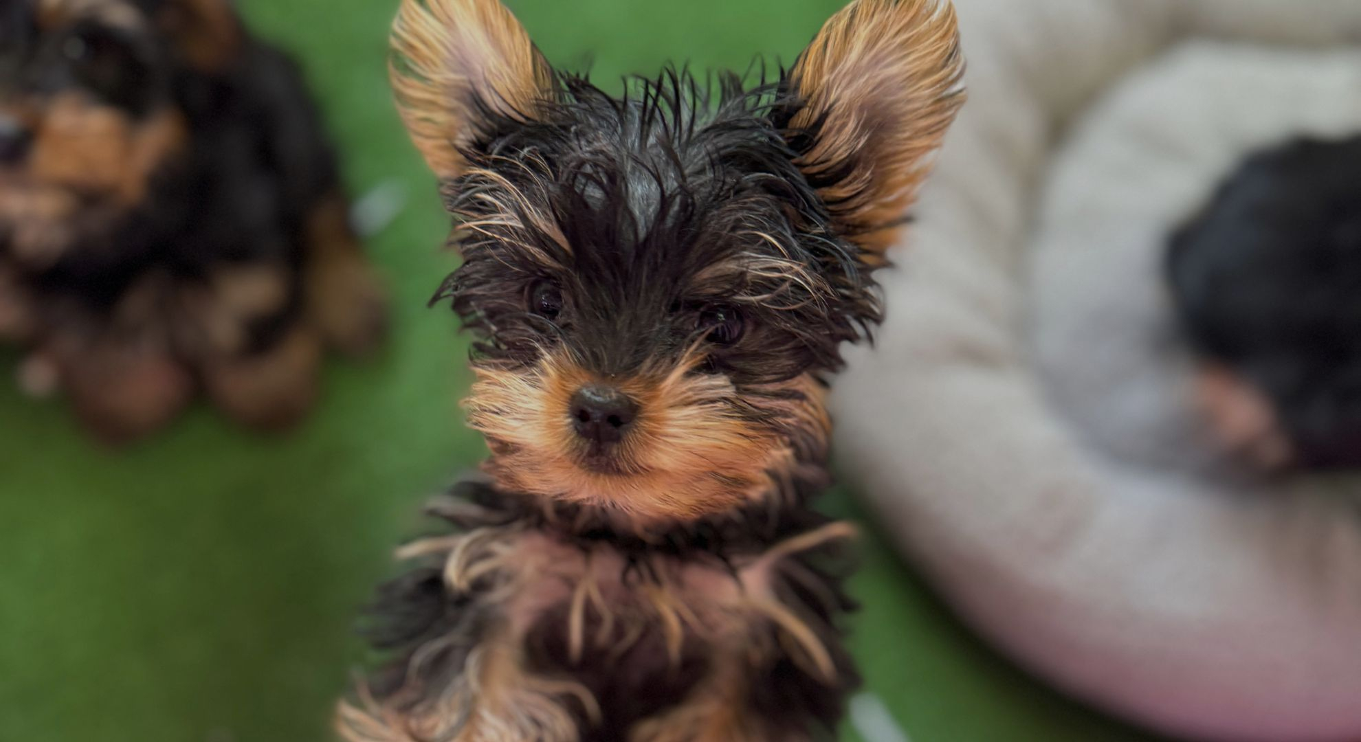 Welcome to Puppy La Vie – A Premier Puppy Boutique