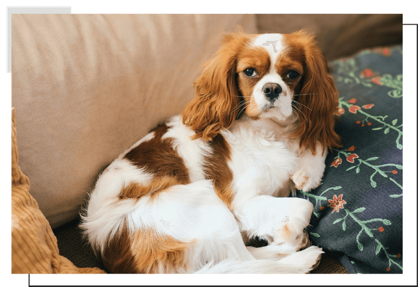 King Charles Cavalier Spaniel Image 3.png