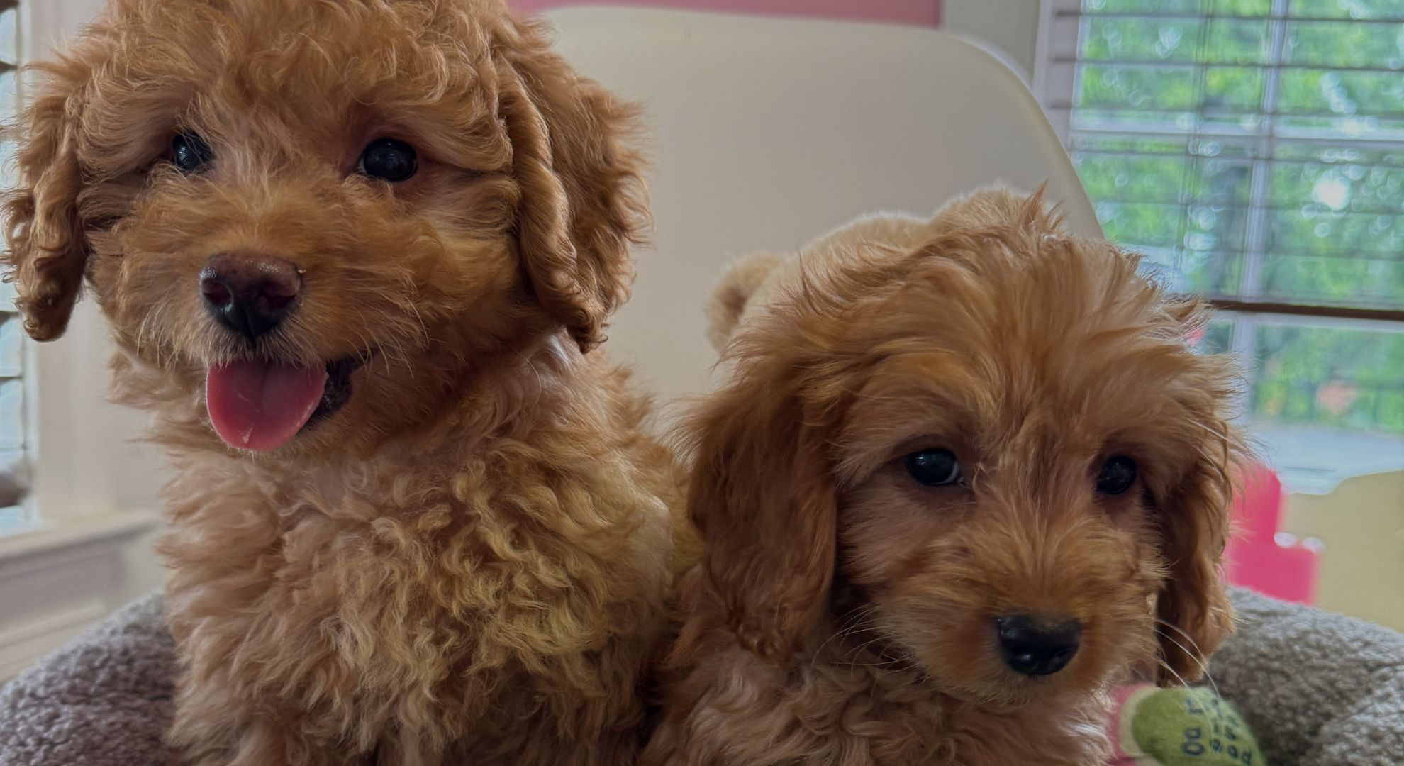 Welcome to Puppy La Vie – A Premier Puppy Boutique