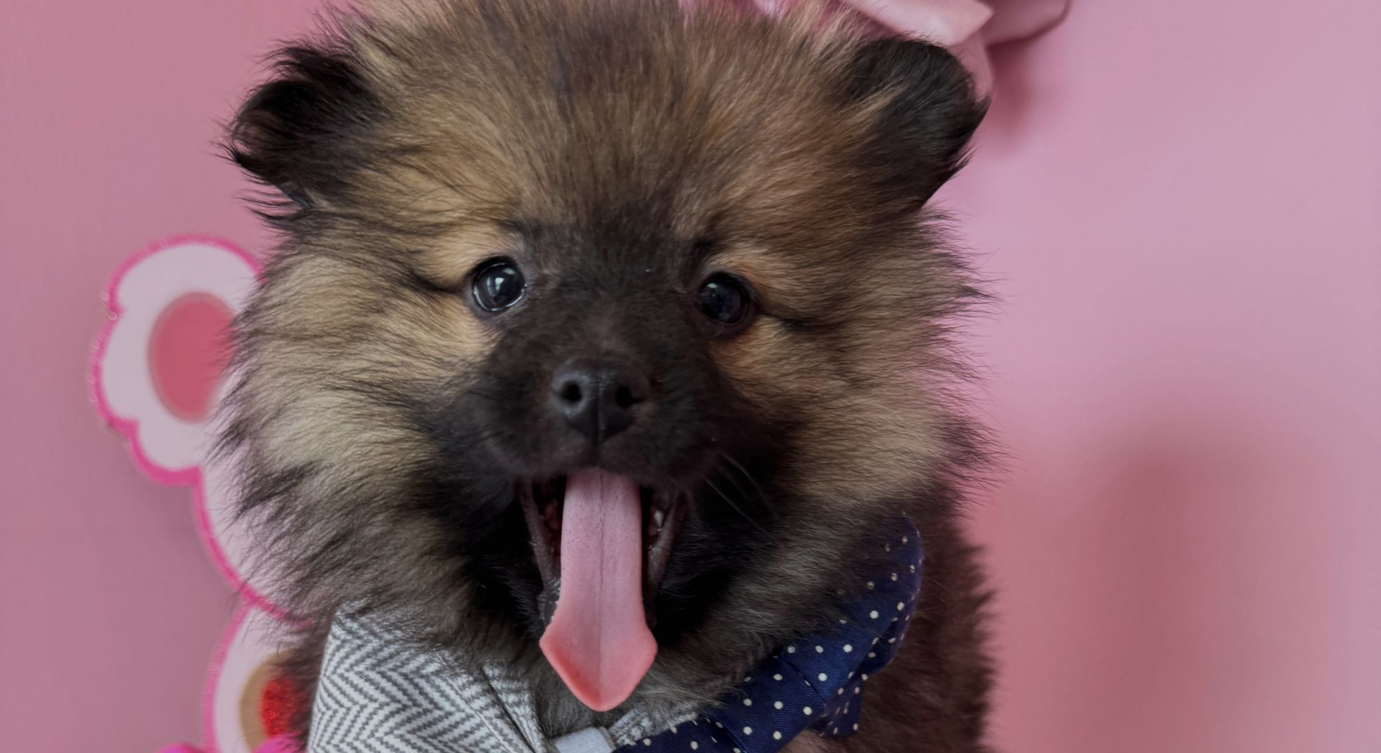 Welcome to Puppy La Vie – A Premier Puppy Boutique