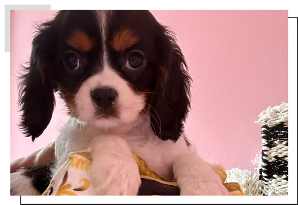 image of a puppy