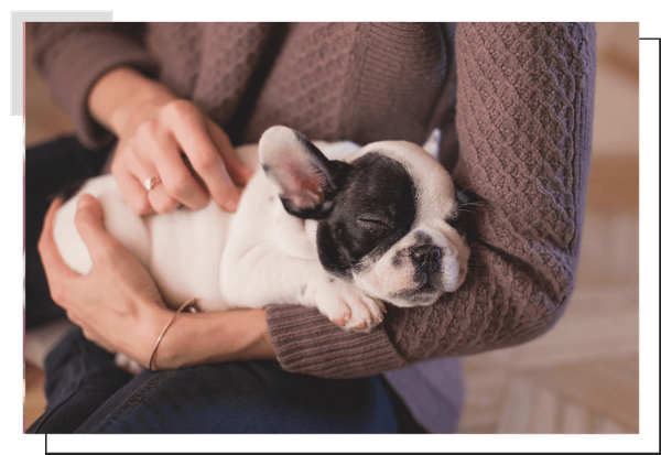 French Bulldog Image 2.png