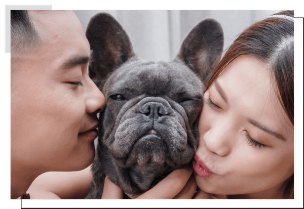 French Bulldog Image 4.png
