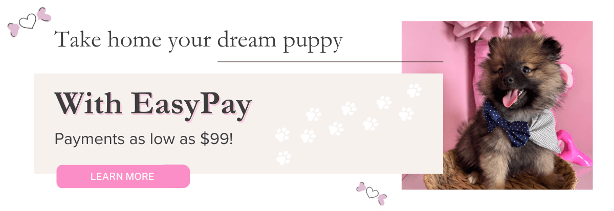 Take home your dream puppy with EasyPay – payments as low as $99!