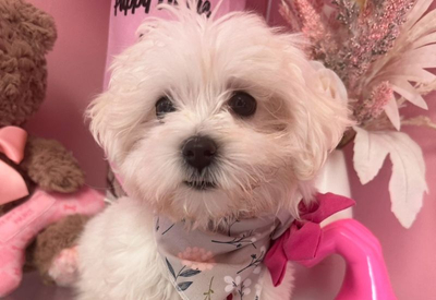 Maltese Maltese