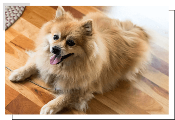 Pomeranian Image 3.png