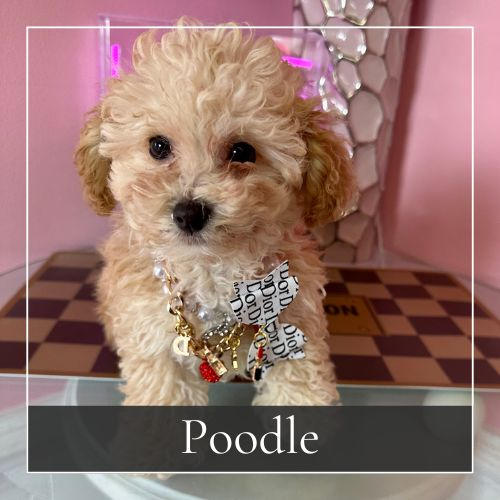 Poodle