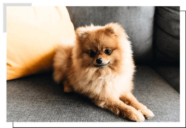 Pomeranian Image 1.png
