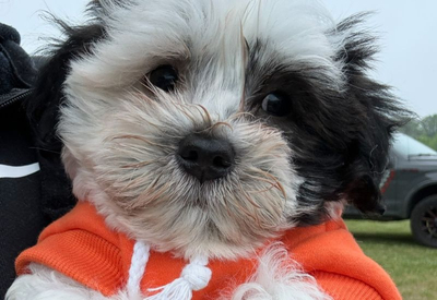 Havanese Havanese