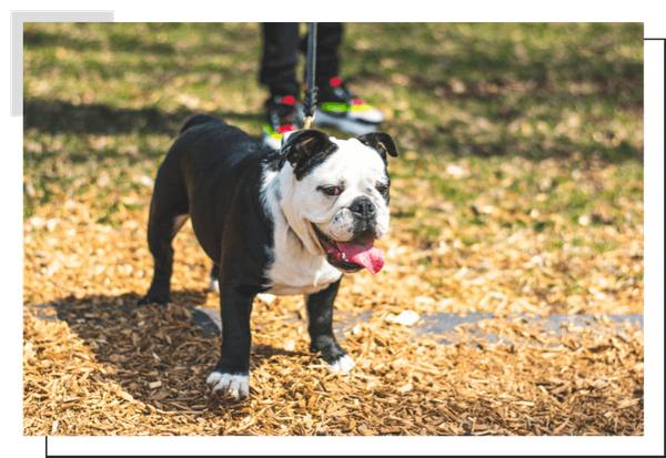 English Bulldog Image 4.png