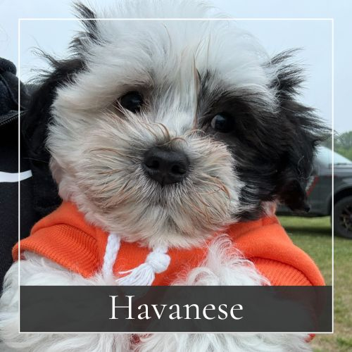 Havanese
