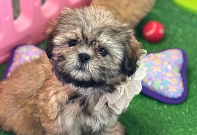 Shih Tzu Shih Tzu