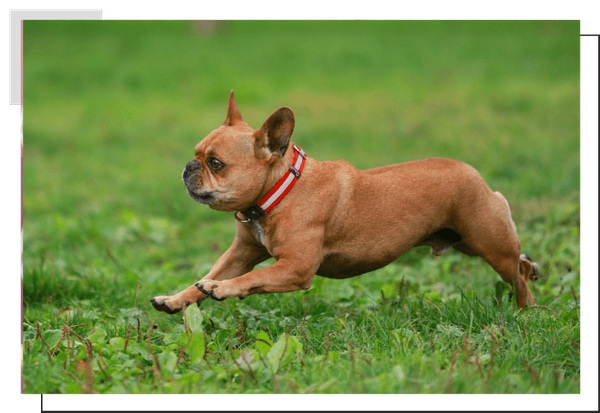 French Bulldog Image 3.png