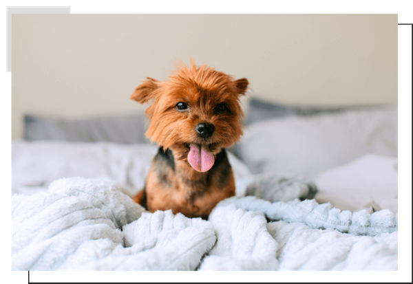Yorkiepoo Image 3.png