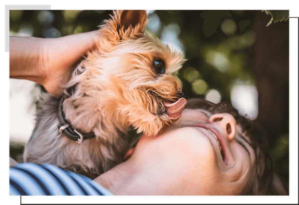 Yorkiepoo Image 1.png
