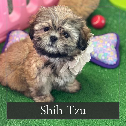 Shih Tzu