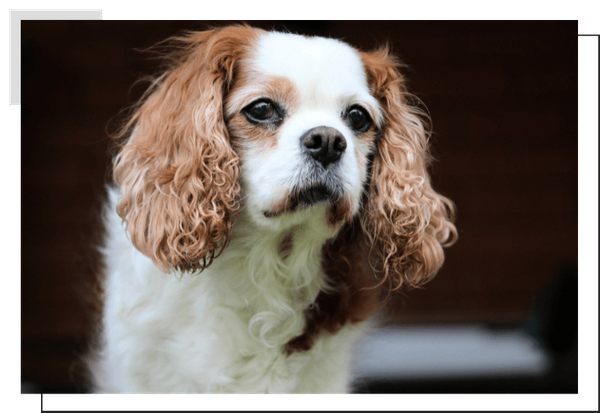 King Charles Cavalier Spaniel Image 2.png