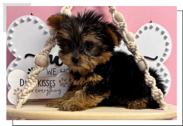 image of a puppy