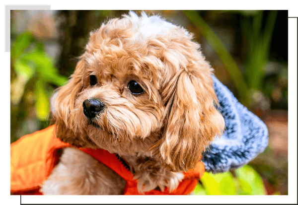 Yorkiepoo Image 4.png