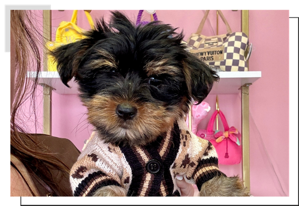 Yorkie image