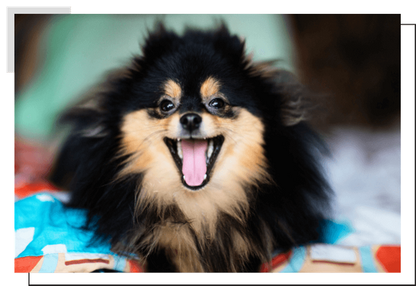 Pomeranian Image 2.png