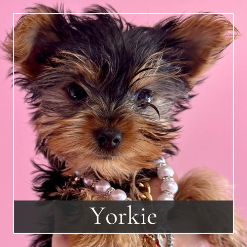 Yorkie