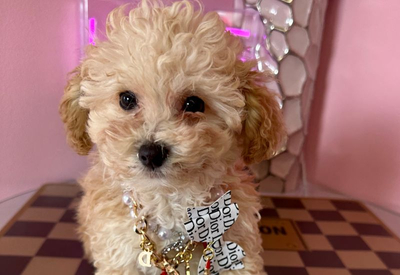 Poodle Poodle