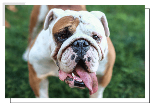 English Bulldog Image 1.png