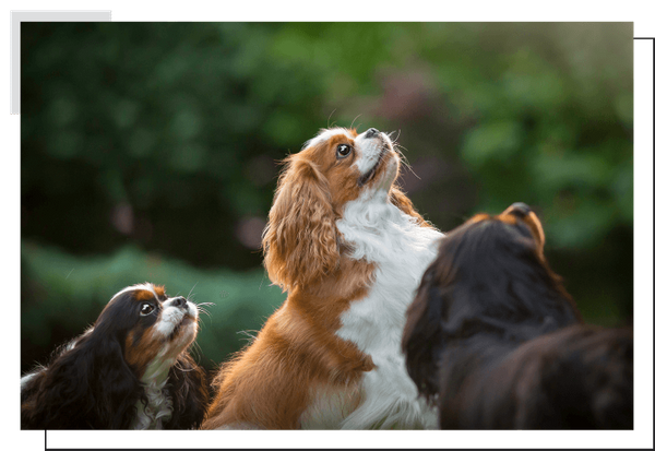 King Charles Cavalier Spaniel Image 1.png