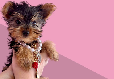 Yorkie Yorkie