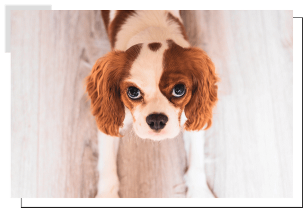 King Charles Cavalier Spaniel Image 4.png