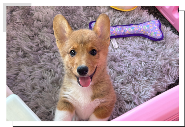 image of a dog image of a dog