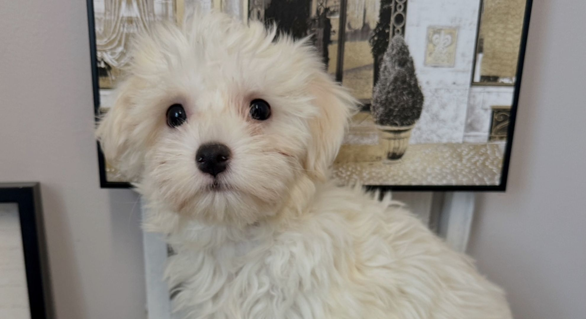 Welcome to Puppy La Vie – A Premier Puppy Boutique