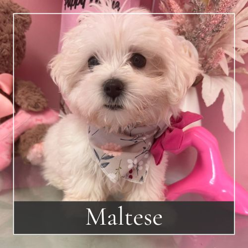 Maltese