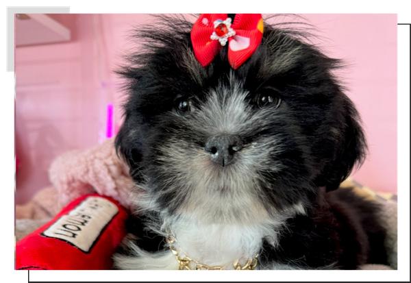 Havanese.png
