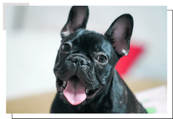 French Bulldog Image 1.png