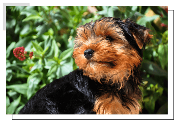 Yorkiepoo Image 2.png