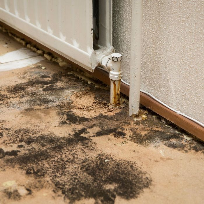 4 Signs of Mold In Your Home 3.jpg