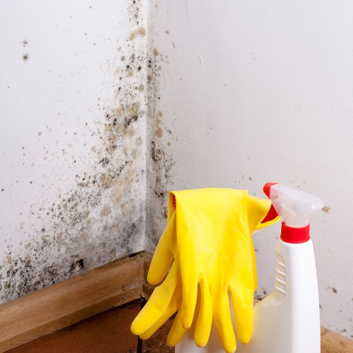 4 Signs of Mold In Your Home 4.jpg