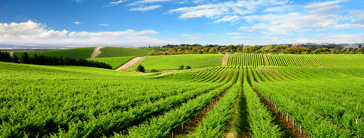 Charlottesville-Vineyards-5d3a01700a398.png