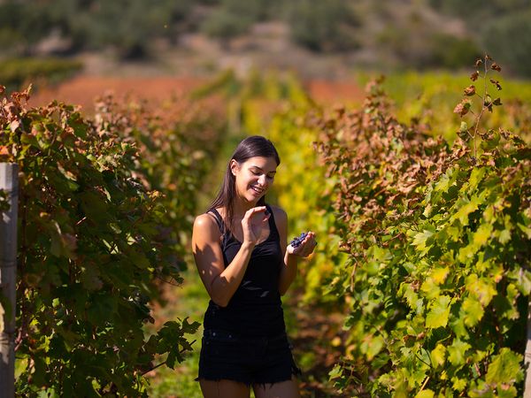 Woman in a vineyard examining grapes.