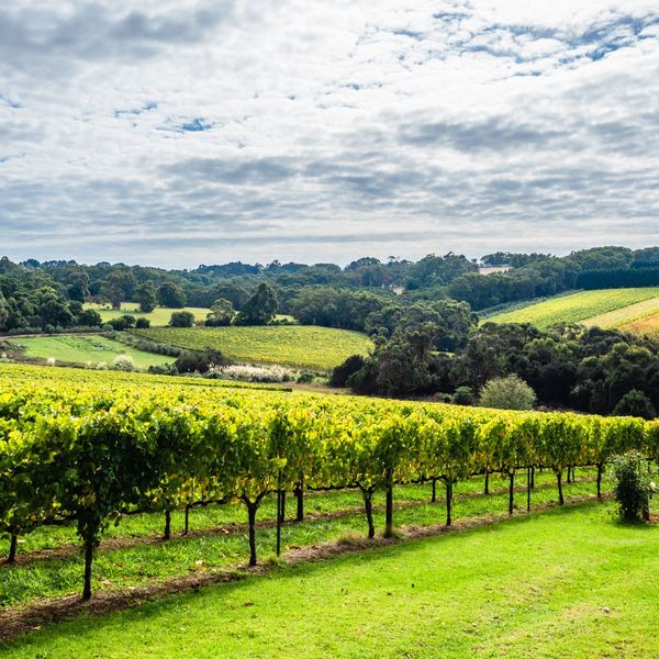 An image of a vineyard.