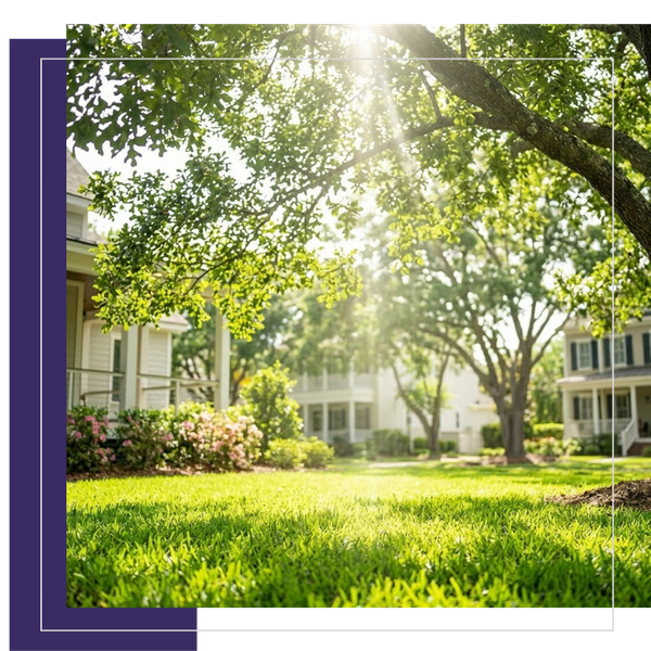 Dappled sunlight filters brightly through the thinned canopy of a mature South Carolina oak, illuminating the lush green grass on the residential lawn below.