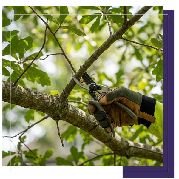 Close-up of gloved hand using hand pruners to make a precise cut on an oak branch, illustrating precision structural tree pruning by A Notch Above.