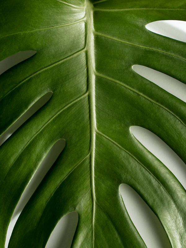 M336062 - Wellness By Design Page Images.png