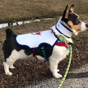chihuahua hawk vest for dogs