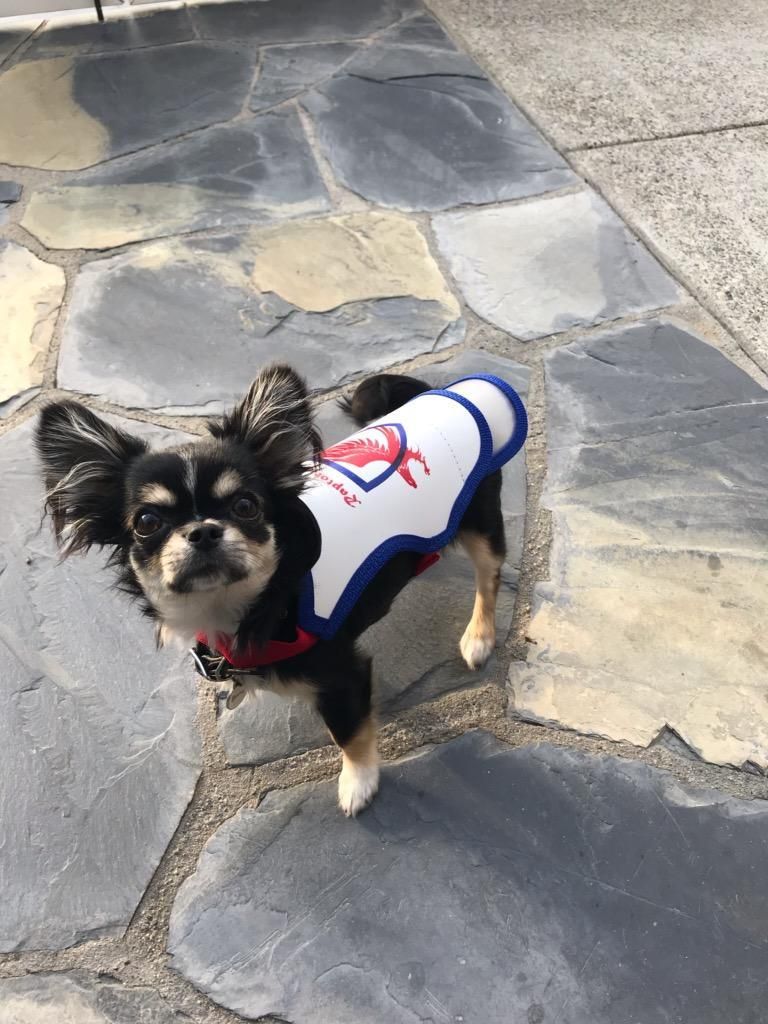 small dog with vest on