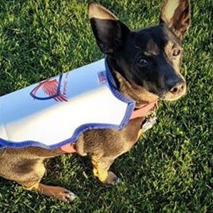 Raptor Shield Inc. - Protective Vests For Your Dogs