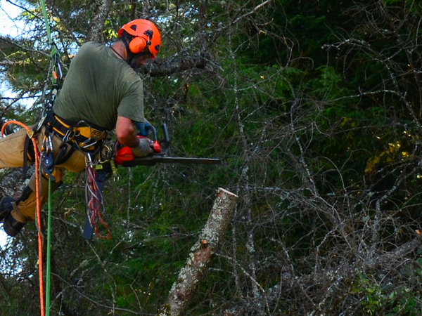 man in a tree cutting branches